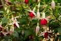 Fuchsia LadyÃ¢â¬â¢s Eardrops flowers in the garden Royalty Free Stock Photo